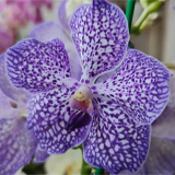 Орхидея ванда: сорта, выращивание и уход