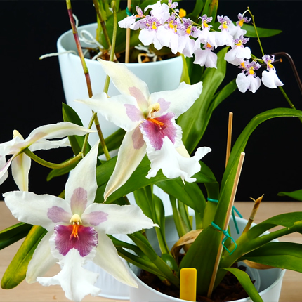 Орхидея онцидиум: сорта, выращивание и уход - Flowers.ua