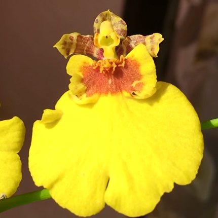 Орхидея онцидиум: сорта, выращивание и уход - Flowers.ua