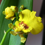 Орхидея онцидиум: сорта, выращивание и уход