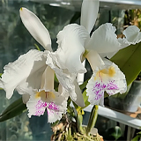 Орхидея каттлея: сорта, выращивание и уход