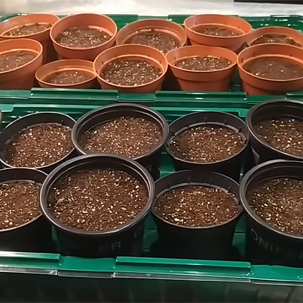 Выращивание сапонарии