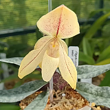 Орхидея пафиопедилум: сорта, выращивание и уход