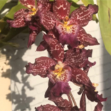 Орхидея одонтоглоссум: виды и уход