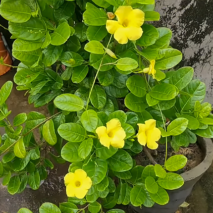 Особенности