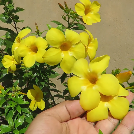 Алламанда благородная