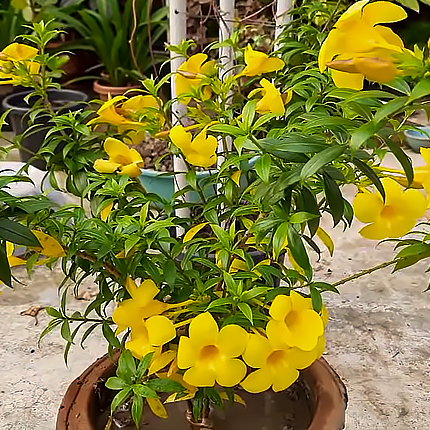 Алламанда Шотта