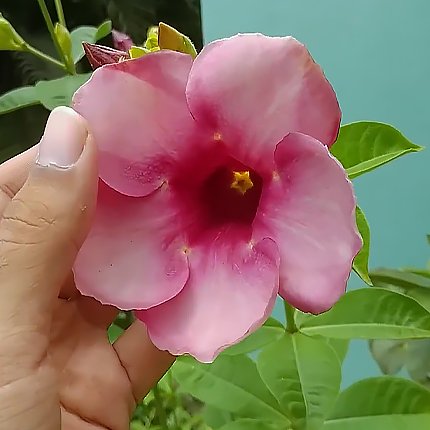 Алламанда фиолетовая