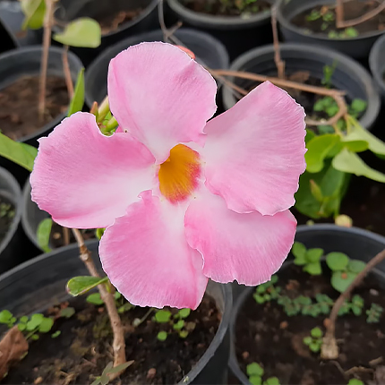 Выращивание из семян