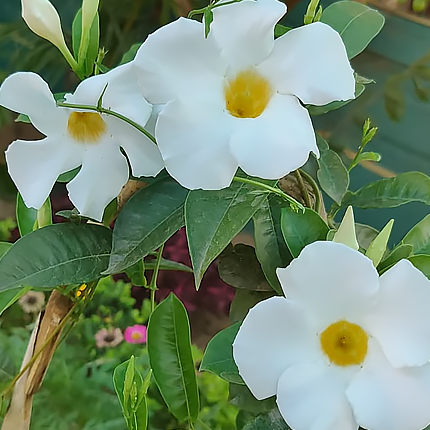 Влажность воздуха