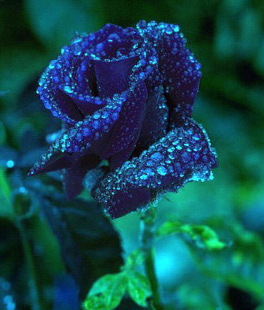 темно-синяя роза