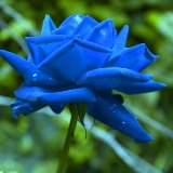 Синие розы – эмблема… мечты?