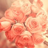 Красивый букет роз: торжественнее подарка не придумать!