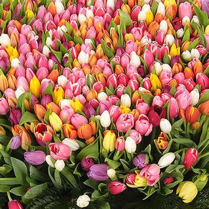 501 multi-colored tulip - order with delivery