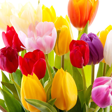 Basket "101 bright tulips" - delivery in Ukraine