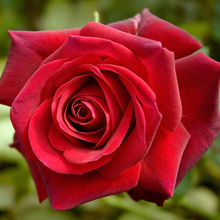 301 красная роза - заказать с доставкой