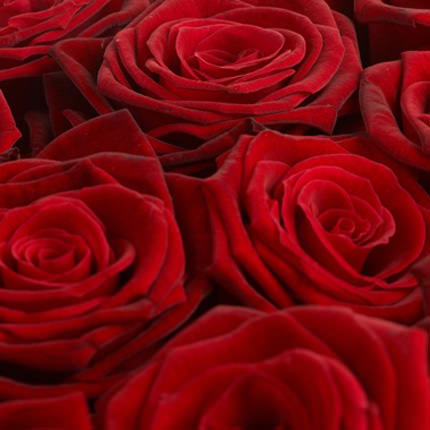 1000 троянд! – доставка по Україні