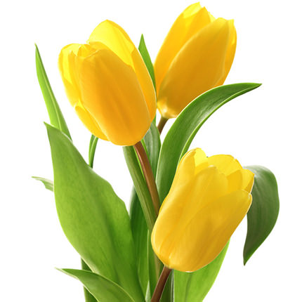 Yellow tulip (by an item) - order with delivery