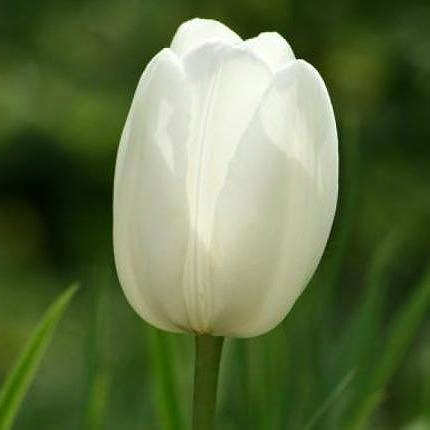 White tulip (by an item) - order with delivery