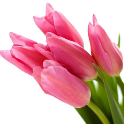 Тюльпан рожевий (поштучно) - замовити з доставкою