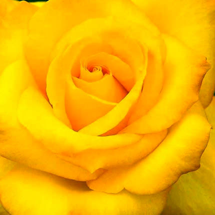 Букет жовтих троянд - замовити з доставкою