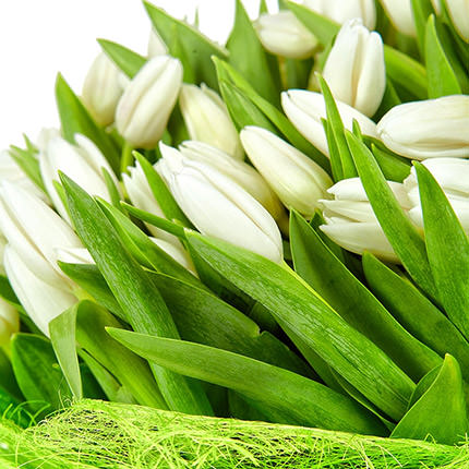 101 white tulips - order with delivery