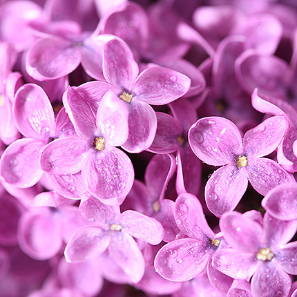 Bouquet of lilacs – order with delivery