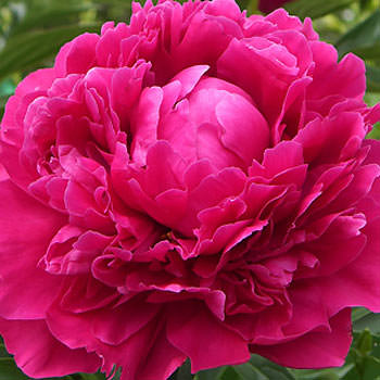 Bouquet "May peonies" - delivery in Ukraine