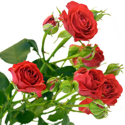 101 разноцветная кустовая роза - заказать с доставкой