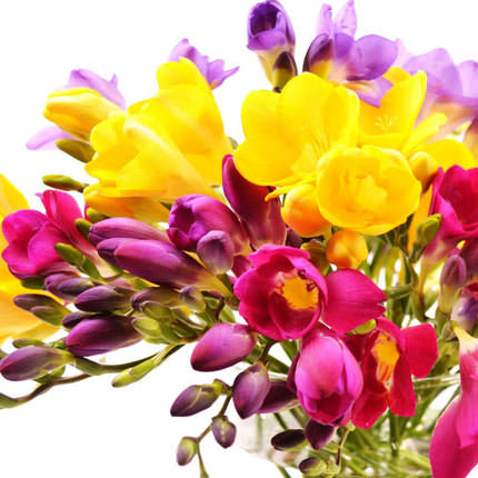 101 colorful freesia - order with delivery