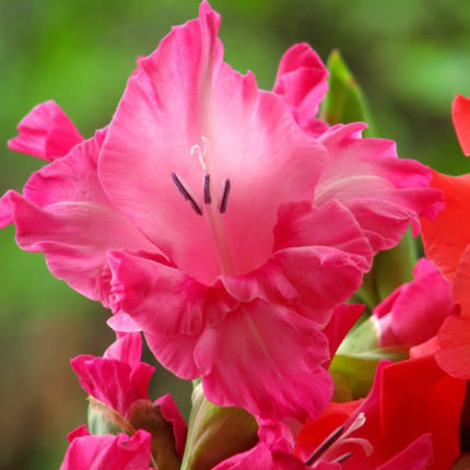 15 multicolored gladioluses - order with delivery