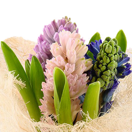 3 different color hyacinth - delivery in Ukraine