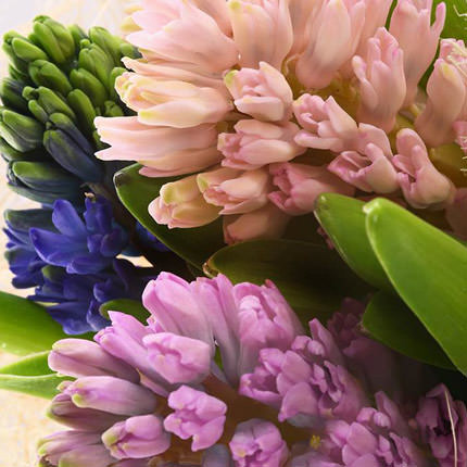3 different color hyacinth - order with delivery