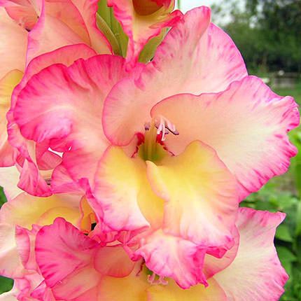 11 multicolored gladioluses - delivery in Ukraine