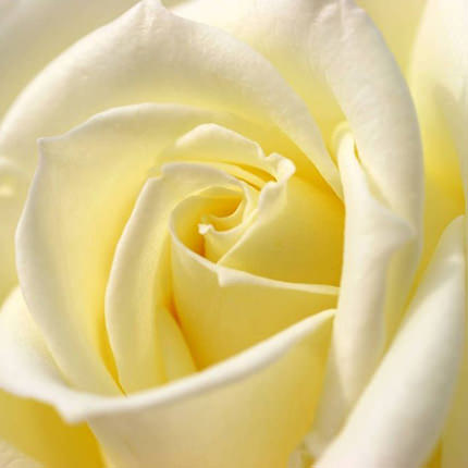Букет з 7 білих троянд - замовити з доставкою
