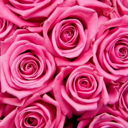 Букет из 7 розовых роз – доставка по Украине