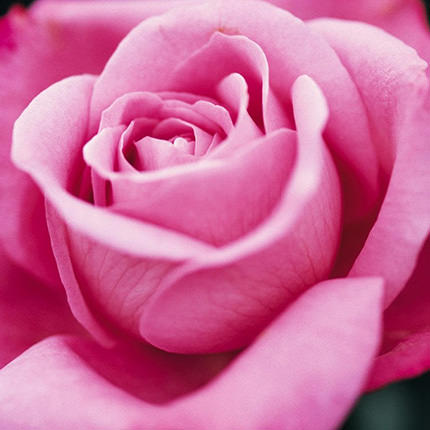 Букет з 7 рожевих троянд – замовити з доставкою