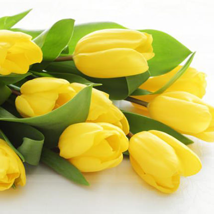 15 yellow tulips - delivery in Ukraine