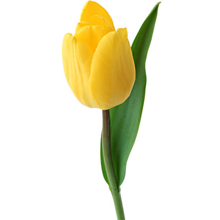 15 yellow tulips - order with delivery