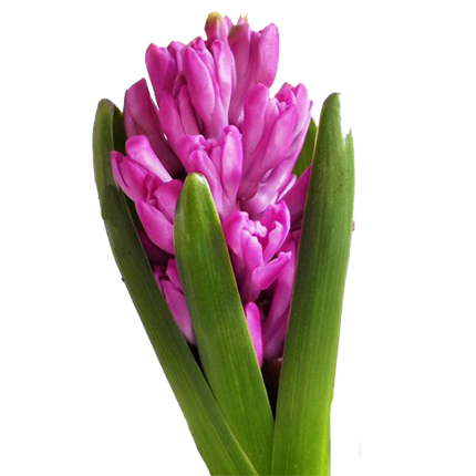 Hyacinth (potted) - delivery in Ukraine