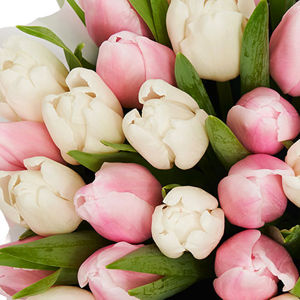 Цветы в коробке "21 белых и розовых тюльпанов" – заказать с доставкой