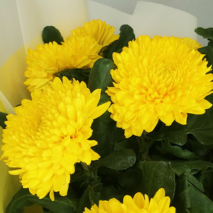 Букет яскравий "11 жовтих хризантем" - замовити з доставкою