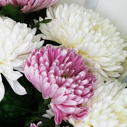 9 white and pink chrysanthemums - delivery in Ukraine