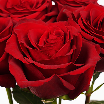25 roses one meter high – order with delivery