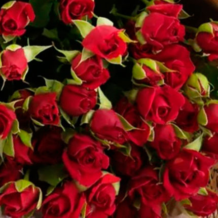 Букет красных кустовых роз - заказать с доставкой