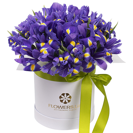 Квіти в коробці "Сапфірове захоплення" – замовити з доставкою