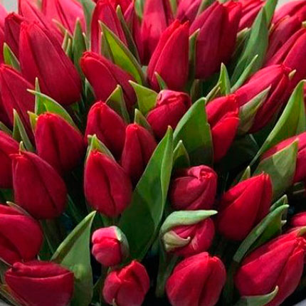 Кошик 75 червоних тюльпанів - замовити з доставкою