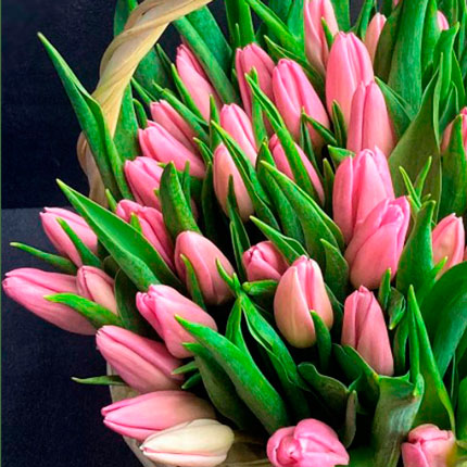 Кошик 45 рожевих тюльпанів - замовити з доставкою