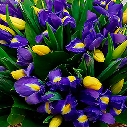 Basket of 25 yellow tulips with irises - delivery in Ukraine