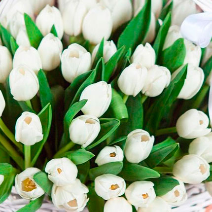 Кошик 75 білих тюльпанів - доставка по Україні
